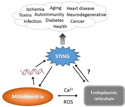 STING, the Endoplasmic Reticulum, and Mitochondria: Is Three a Crowd or a Conversation?